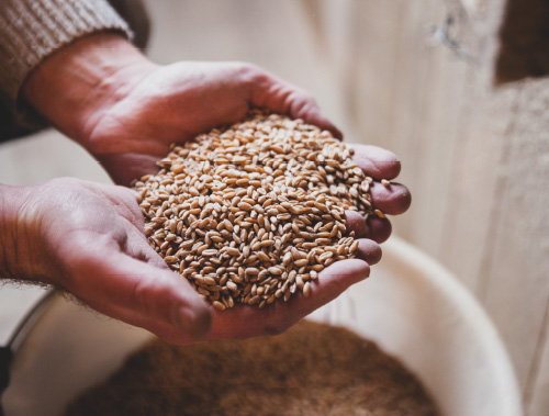 Grains de céréales du Moulin de Vencimont